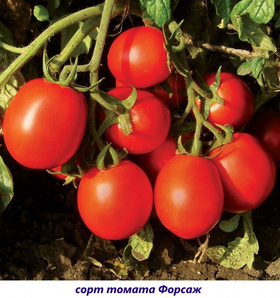 С заботой о будущем урожае — какие сорта томатов устойчивые к кладоспориозу